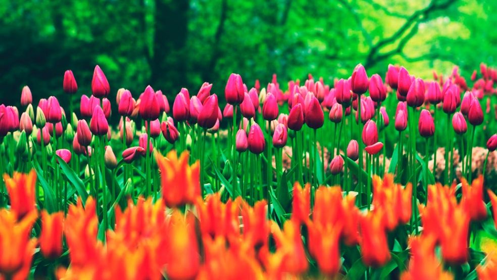 Keukenhof in the Netherlands is one of the most famous flower fields in the world.